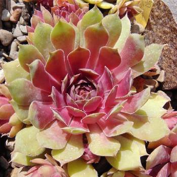 Молодило Sempervivum BigSam™ 'Tesoro' 